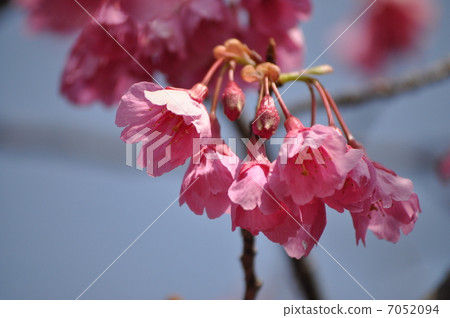 Hikanzakura Hikanzakura 7052094
