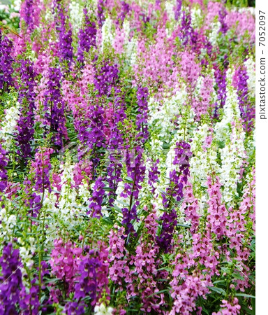 Angelonia blooming flower garden in full bloom 7052097