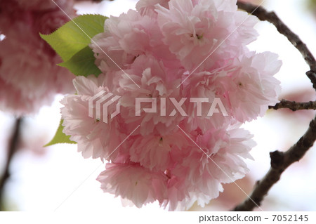 Female Emperor (Yaezakura) 7052145