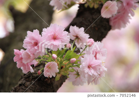 Cherry blossoms (double cherry) 7052146