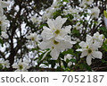 Riki Ume 7052187