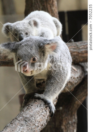 Baby and mother of koala of 8 months old 7052235