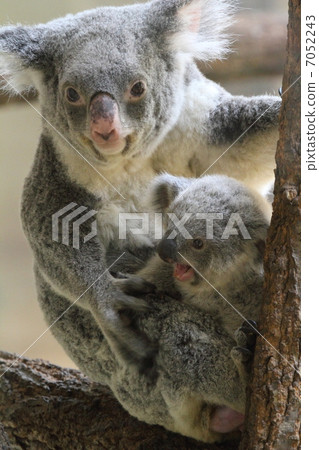 Baby and mother of koala of 8 months old 7052243