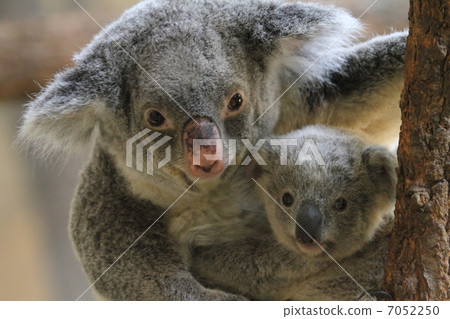 8個月大的考拉的嬰兒和母親 7052250