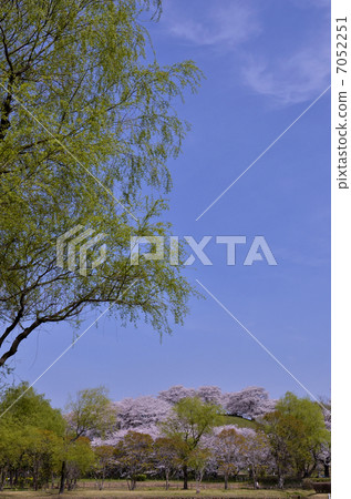 Cherry blossoms and fresh green of the Sakitama old burial mound group Cherry blossoms and fresh green of the Sakitama old burial mound group 7052251