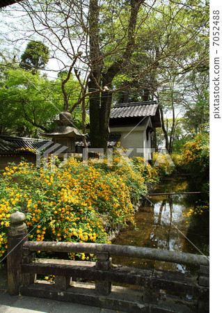 松尾泰莎的山武 7052488