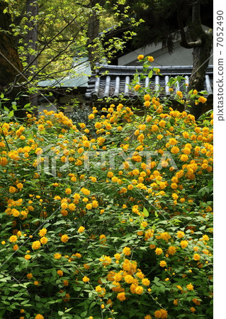 松尾泰莎的山武 松尾泰莎的山武 7052490