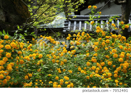 松尾泰莎的山武 7052491