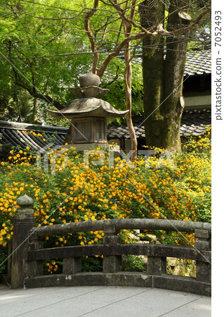 Yamabuki和燈籠 Yamabuki和燈籠 7052493