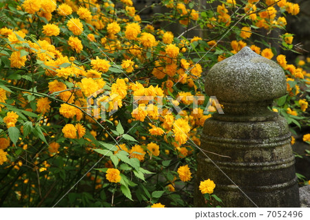 Yae Yamabuki and Railings 7052496