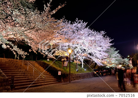 櫻花在晚上在京都 7052516