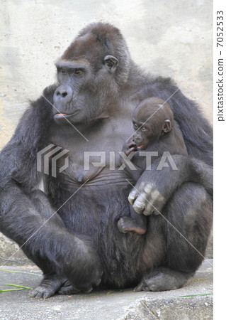Baby with a 5-month-old baby gorilla 7052533