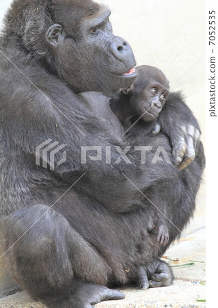 Baby with a 5-month-old baby gorilla Baby with a 5-month-old baby gorilla 7052535