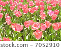 鬱金香 7052910