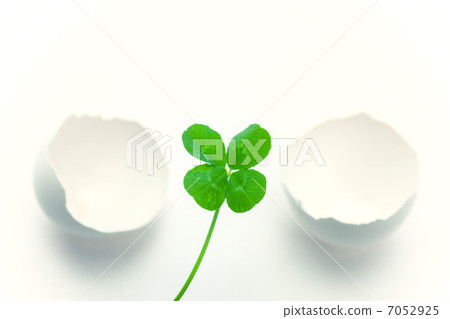 三葉草和蛋殼 7052925