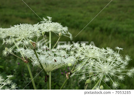 Shiyoudo Shiyoudo 7053285