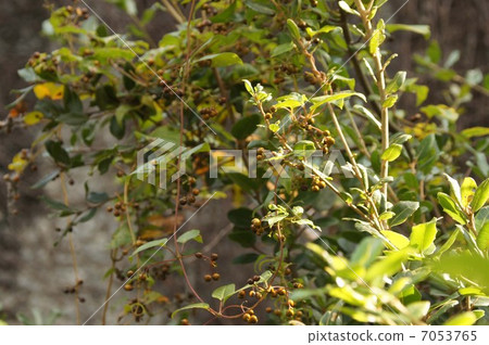 Hexokazura水果 Hexokazura水果 7053765