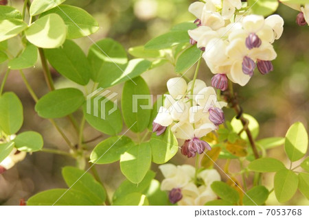 Five leaves Akebi flowers Five leaves Akebi flowers 7053768