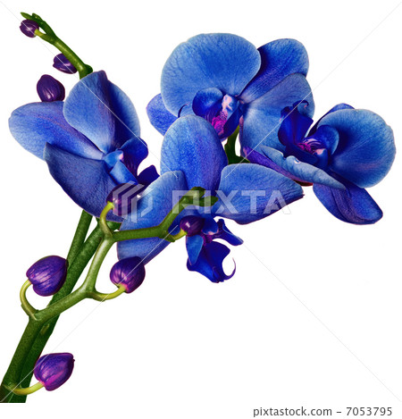 Orchid phalaenopsis flowers isolated on white 7053795