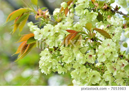 Tree · Turmeric crab Rosaceae 7053983