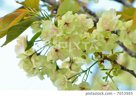 Tree · Turmeric crab Rosaceae 7053985