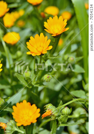 Plants · Calendula chrysanthemum Plants · Calendula chrysanthemum 7054134