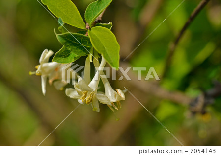 Tree · Ugis Kagura honeysuckle family 7054143