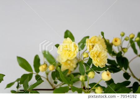 Yellow moco borough 7054192
