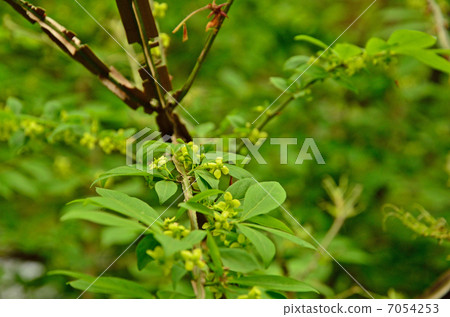 樹木/梨榿木家庭 樹木/梨榿木家庭 7054253