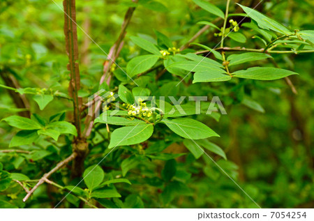 樹木/梨榿木家庭 7054254