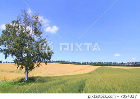 初夏的山 初夏的山 7054327