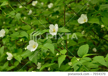 樹·薔薇科玫瑰科 樹·薔薇科玫瑰科 7054370