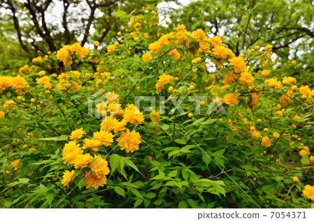 樹·薔薇科 樹·薔薇科 7054371