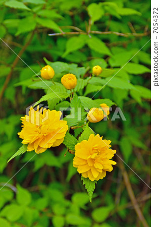 樹·薔薇科 7054372