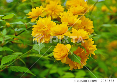 樹·薔薇科 7054373