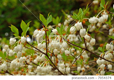 樹·Daedomunzi杜鵑花 樹·Daedomunzi杜鵑花 7054374