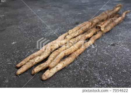 野生山藥 7054622