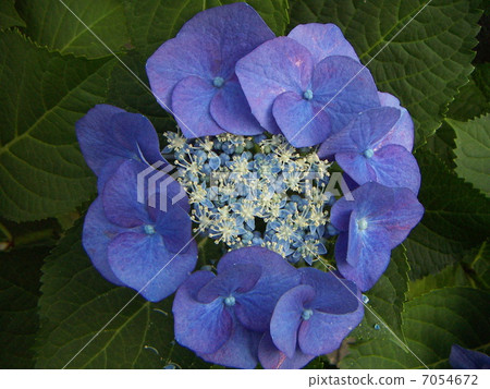 hydrangea hydrangea 7054672