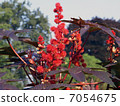 Ricin cauliflower oil poisonous plant toxicity 7054675