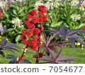Ricin cauliflower oil poisonous plant toxicity 7054677
