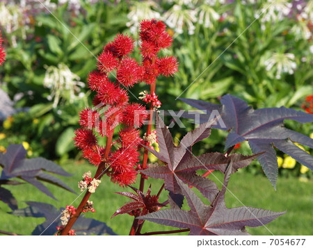 Ricin cauliflower oil poisonous plant toxicity 7054677