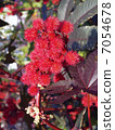 Ricin cauliflower oil poisonous plant toxicity 7054678