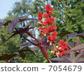 Ricin cauliflower oil poisonous plant toxicity 7054679