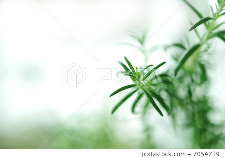 迷迭香玫瑰瑪麗prolatus 7054719