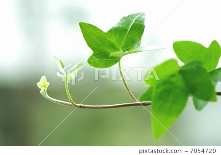 Ivey Hedera Hedera 7054720