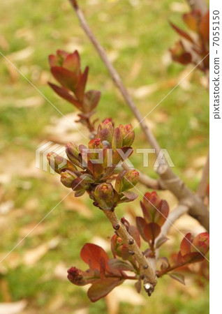 煙樹花蕾 煙樹花蕾 7055150