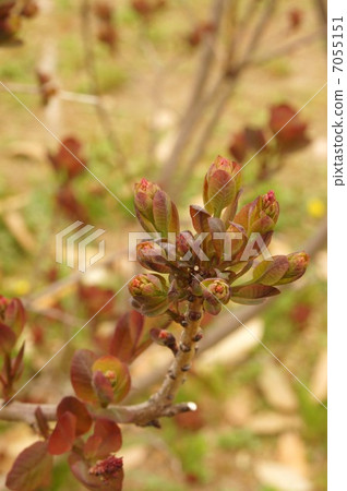 煙樹花蕾 煙樹花蕾 7055151