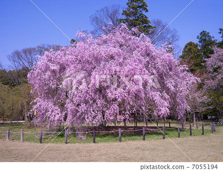 The drooping cherry tree of Kamigamo shrine 7055194