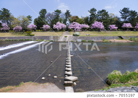 京都鴨川Hanki路(Nakagi Michichi)櫻花 京都鴨川Hanki路(Nakagi Michichi)櫻花 7055197