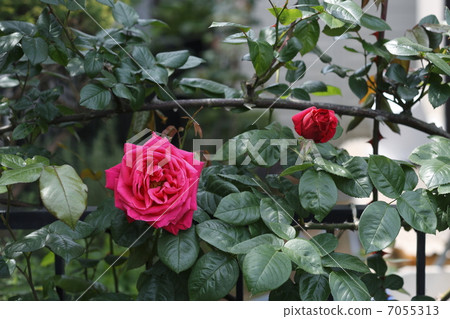 藤玫瑰“瑪麗亞癒傷組織” 7055313